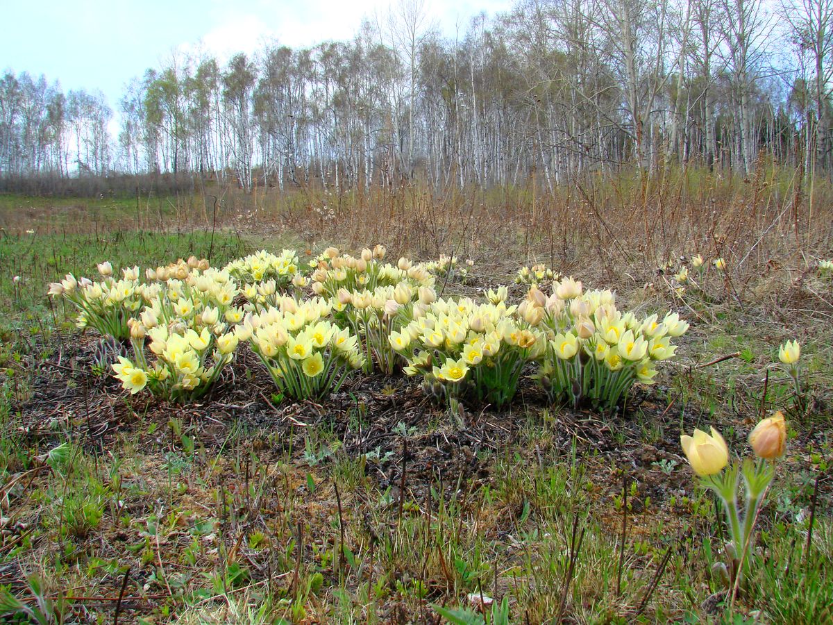 Image of Pulsatilla orientali-sibirica specimen.