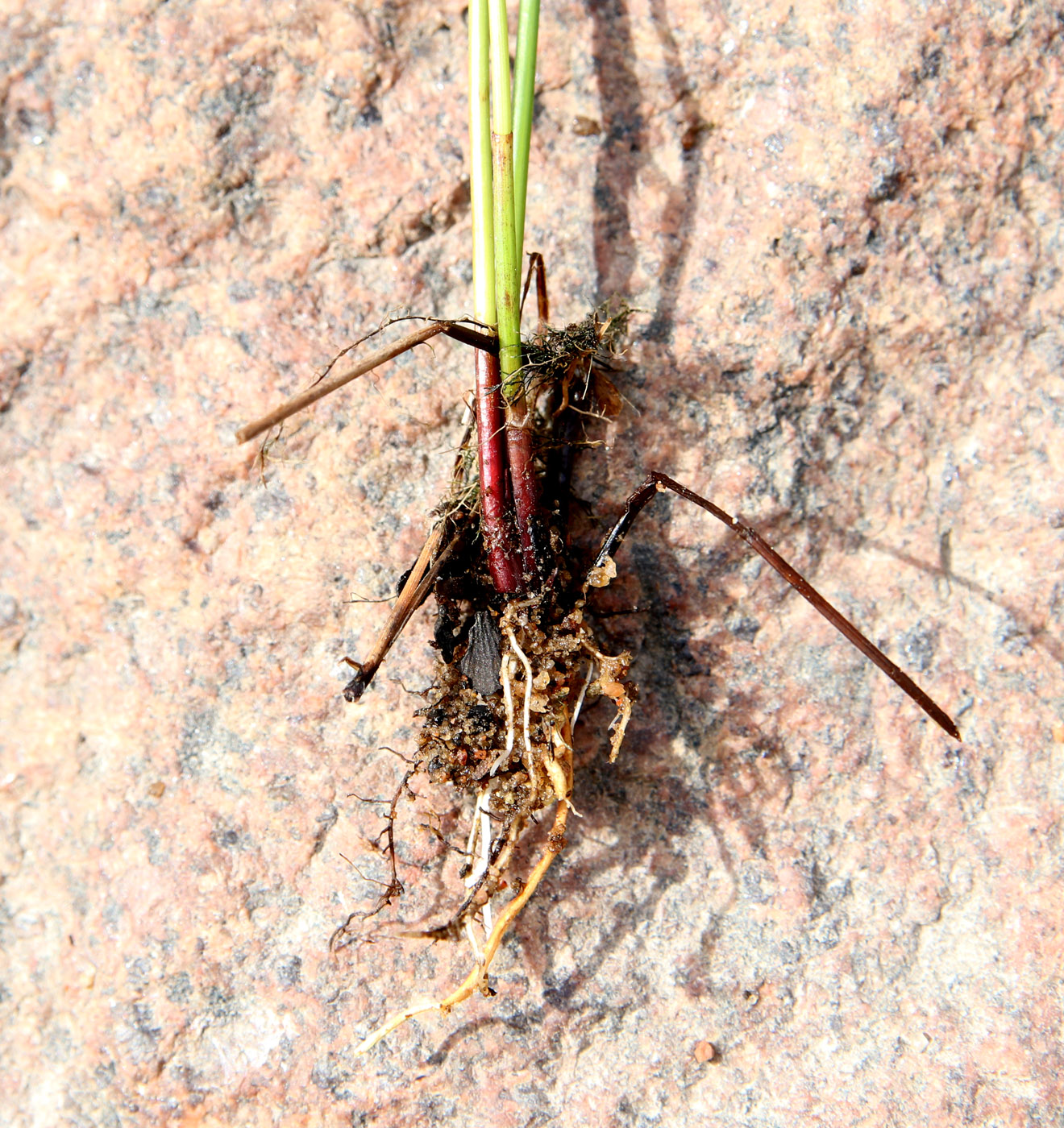 Image of genus Eleocharis specimen.