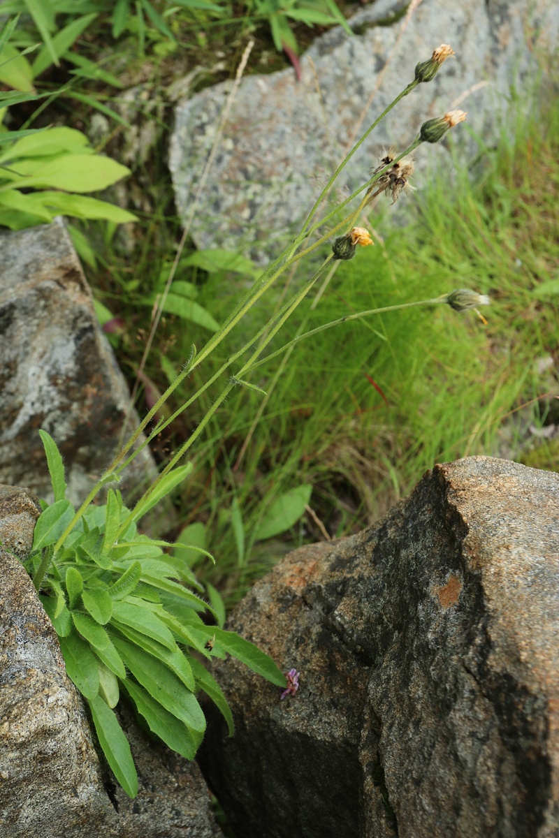 Image of Hieracium glabriligulatum specimen.