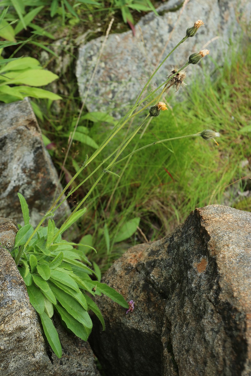 Изображение особи Hieracium glabriligulatum.