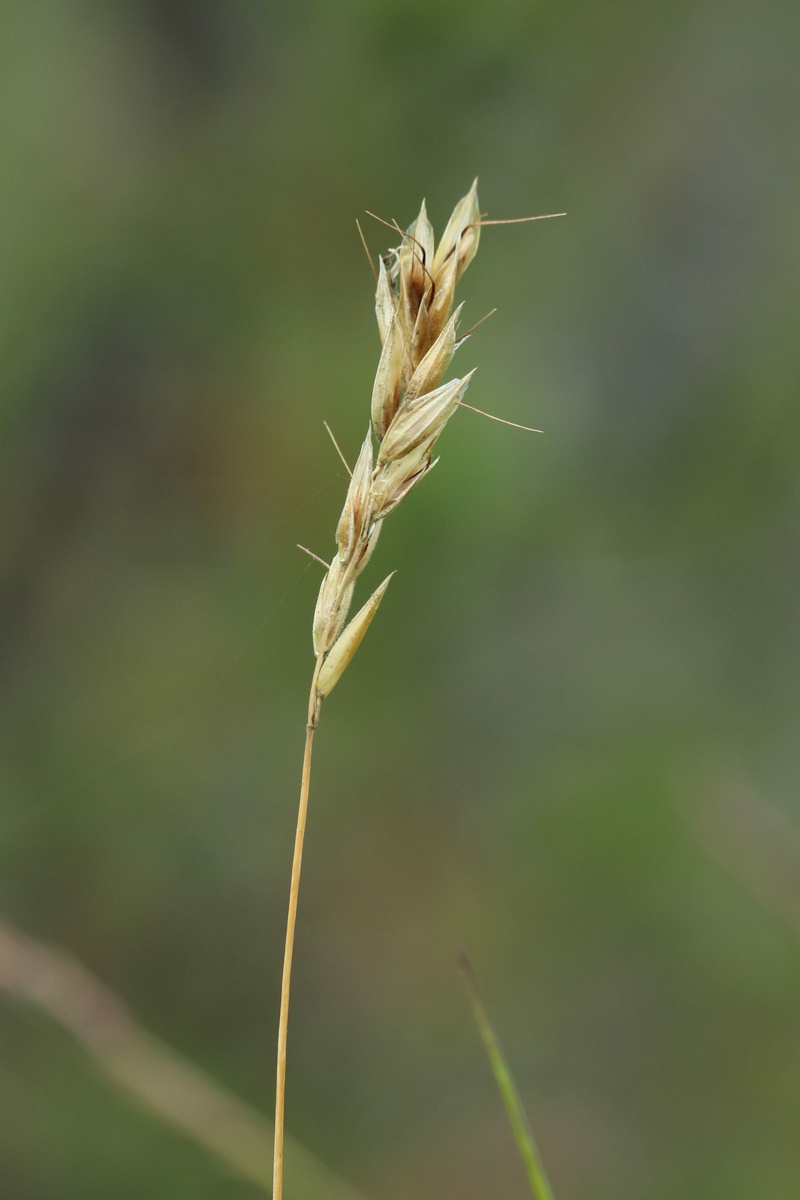 Image of Anthoxanthum alpinum specimen.