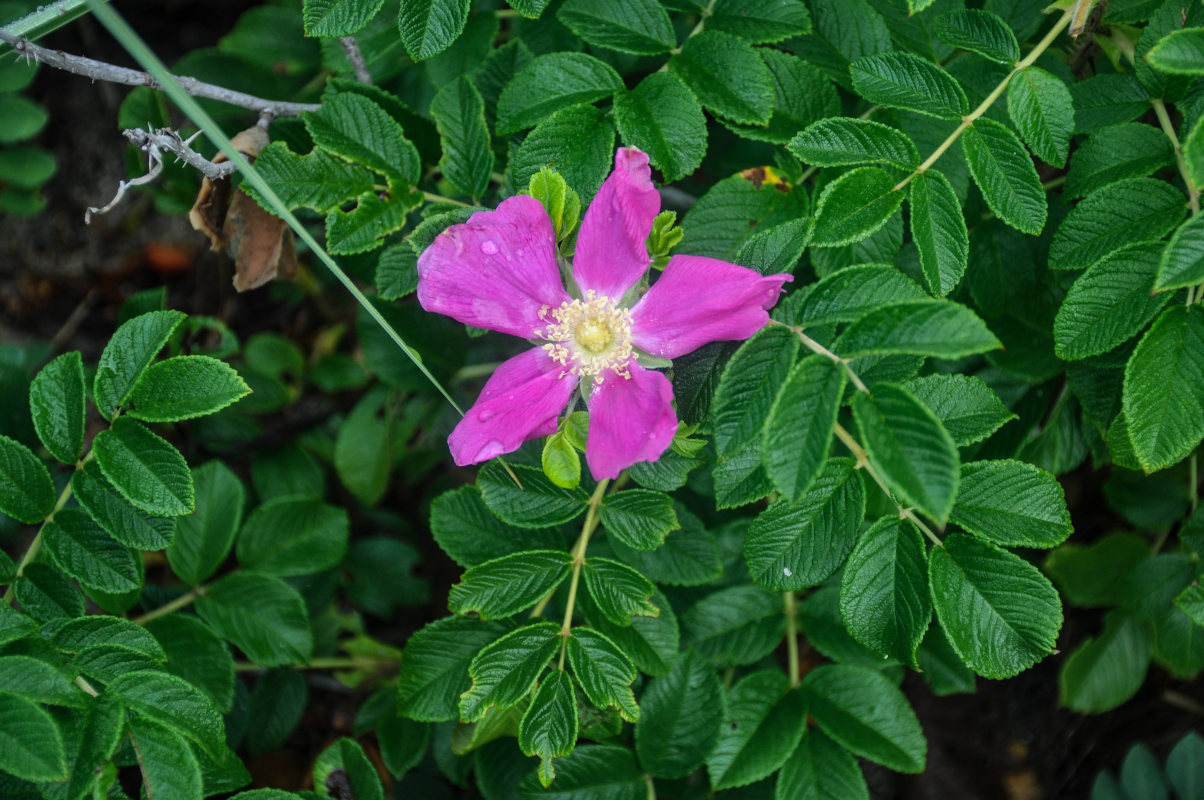 Image of Rosa rugosa specimen.