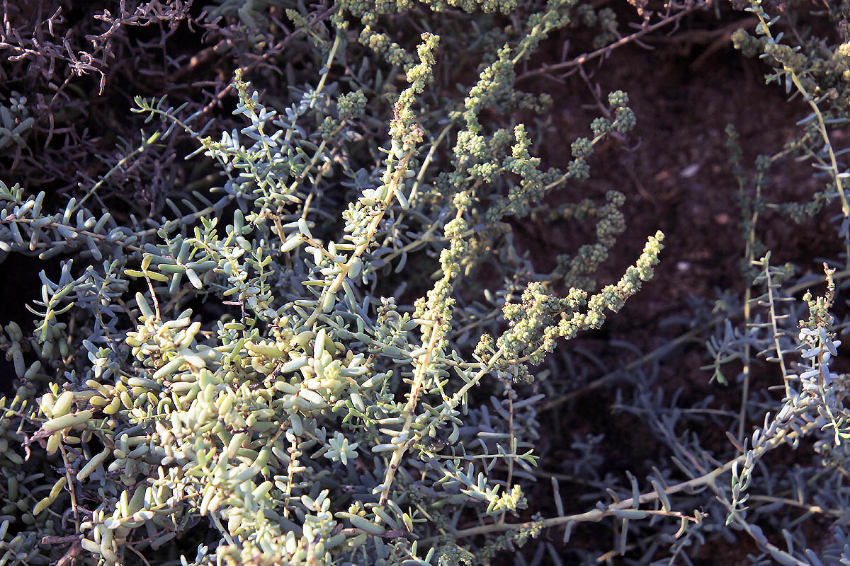 Image of Suaeda fruticosa specimen.