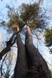 Pinus sylvestris. Верхняя часть старого многоствольного дерева. Калужская обл., Боровский р-н между дер. Чёлохово и Чёлоховским ручьём, смешанный лес. 27 октября 2022 г.