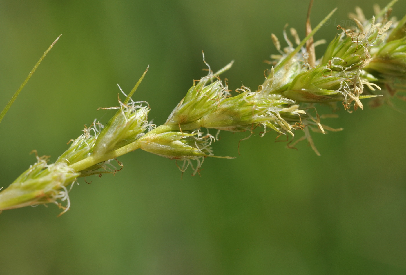 Image of genus Carex specimen.