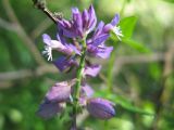 Polygala wolfgangiana. Верхушка соцветия. Свердловская обл., Режевской ГО, пос. Озёрный. 02.07.2010.