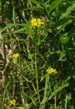 Erysimum cheiranthoides