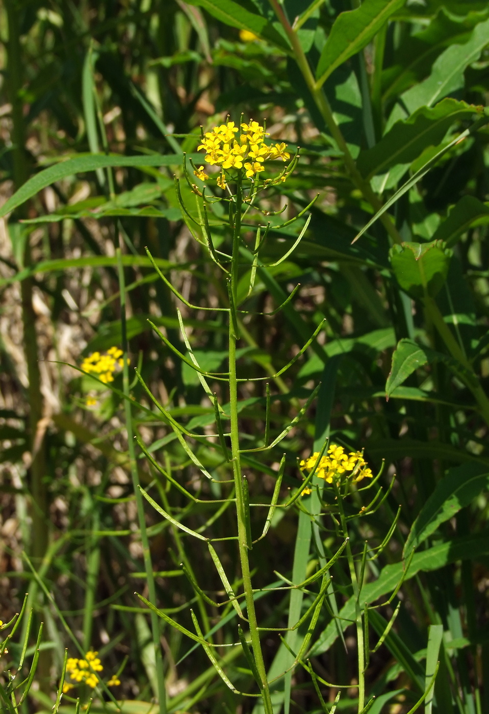 Image of Erysimum cheiranthoides specimen.