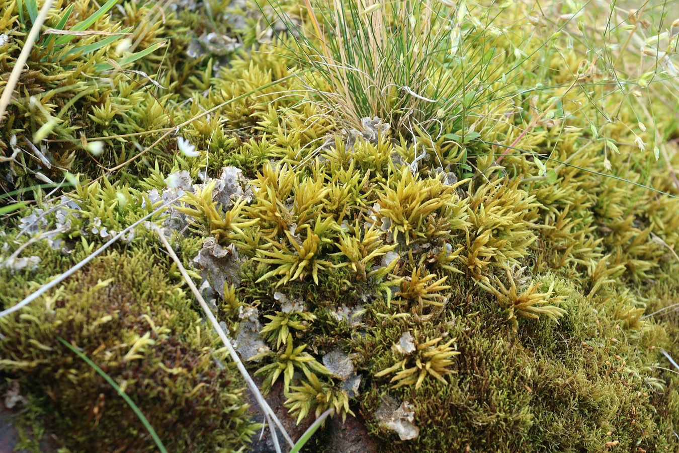 Image of Climacium dendroides specimen.