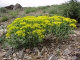 Haplophyllum latifolium. Цветущие растения на щебнистой осыпи. Казахстан, Сырдарьинский Каратау, Каратауский заповедник, бас. р. Кантаги. 29.04.2013.