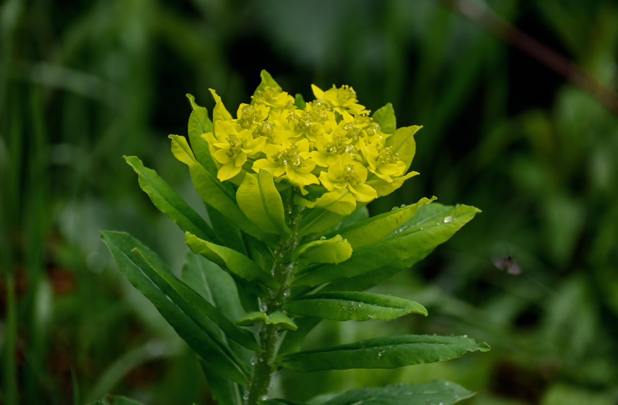 Изображение особи Euphorbia pilosa.