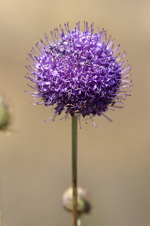 Изображение особи Dipsacus dipsacoides.