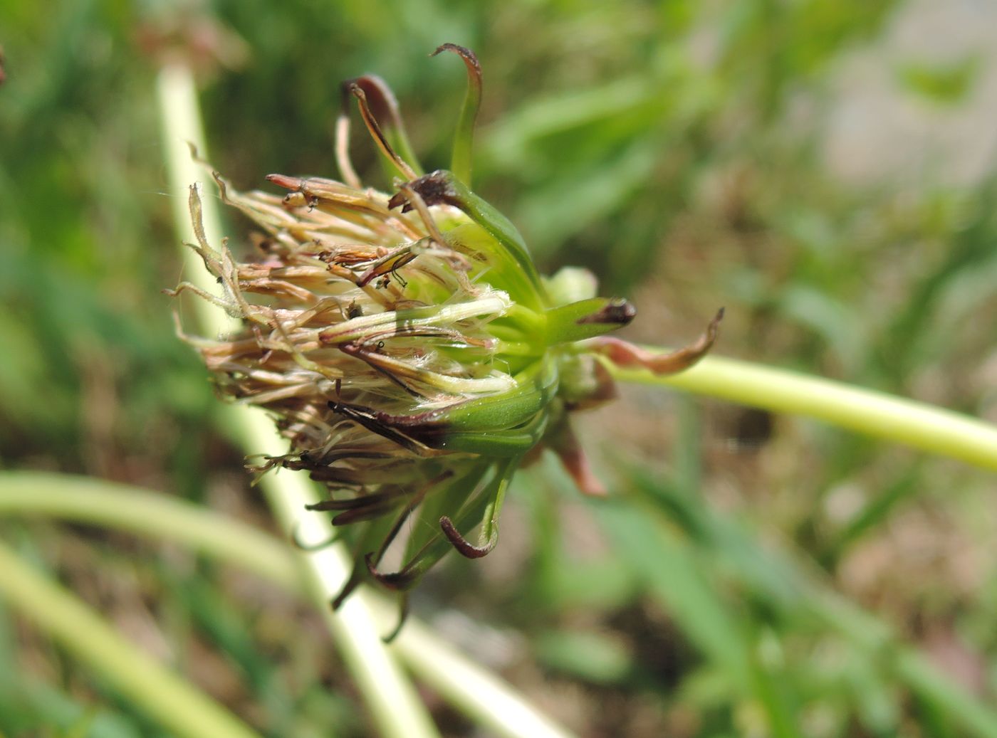 Изображение особи Taraxacum officinale.