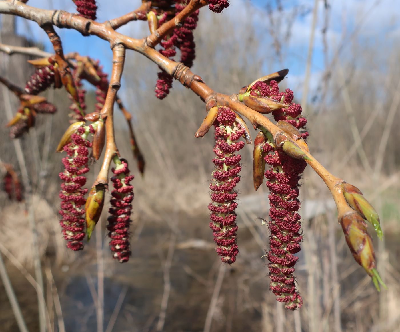 Изображение особи Populus &times; sibirica.