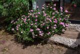 Catharanthus roseus