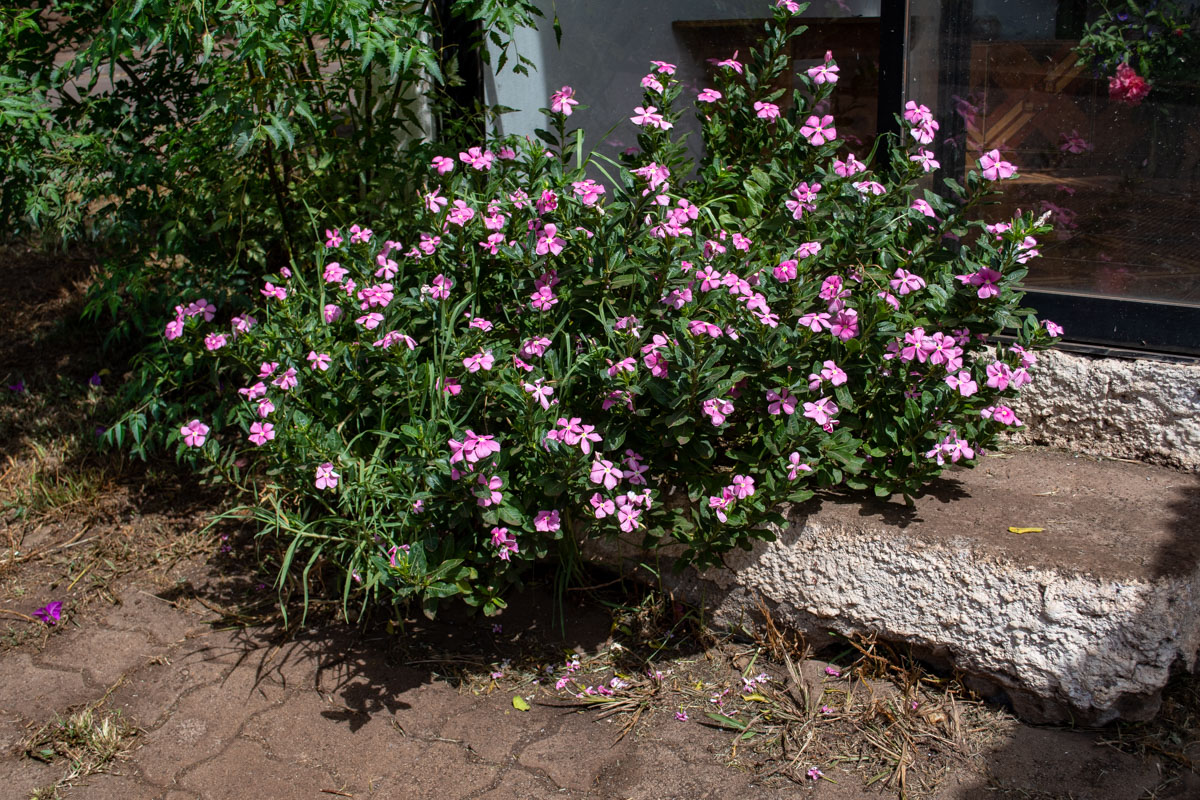 Изображение особи Catharanthus roseus.