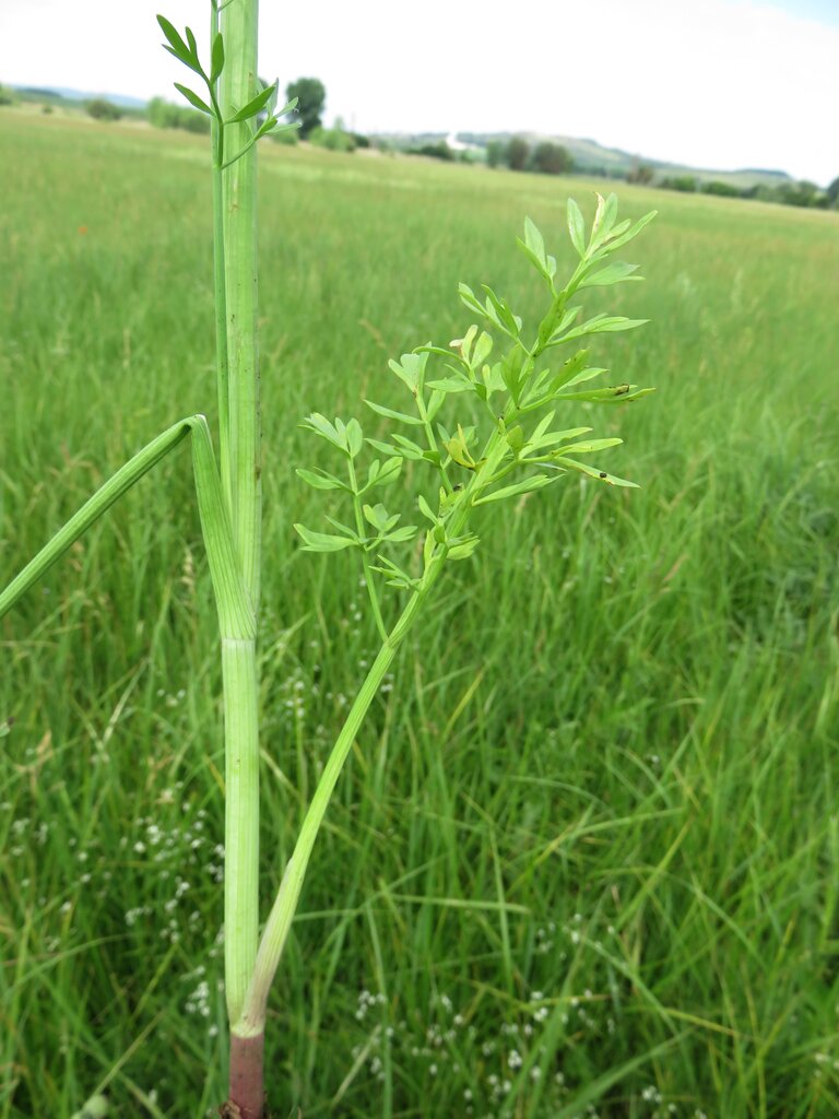 Image of Oenanthe silaifolia specimen.