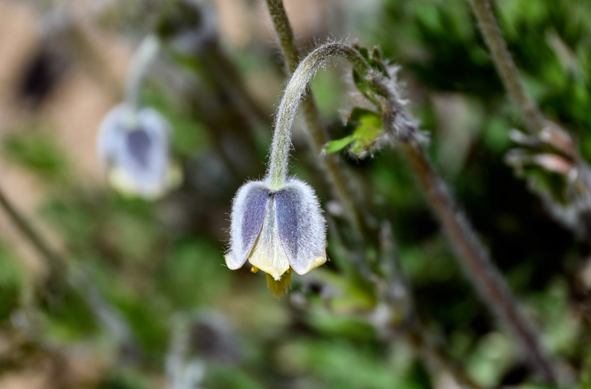 Image of Pulsatilla campanella specimen.