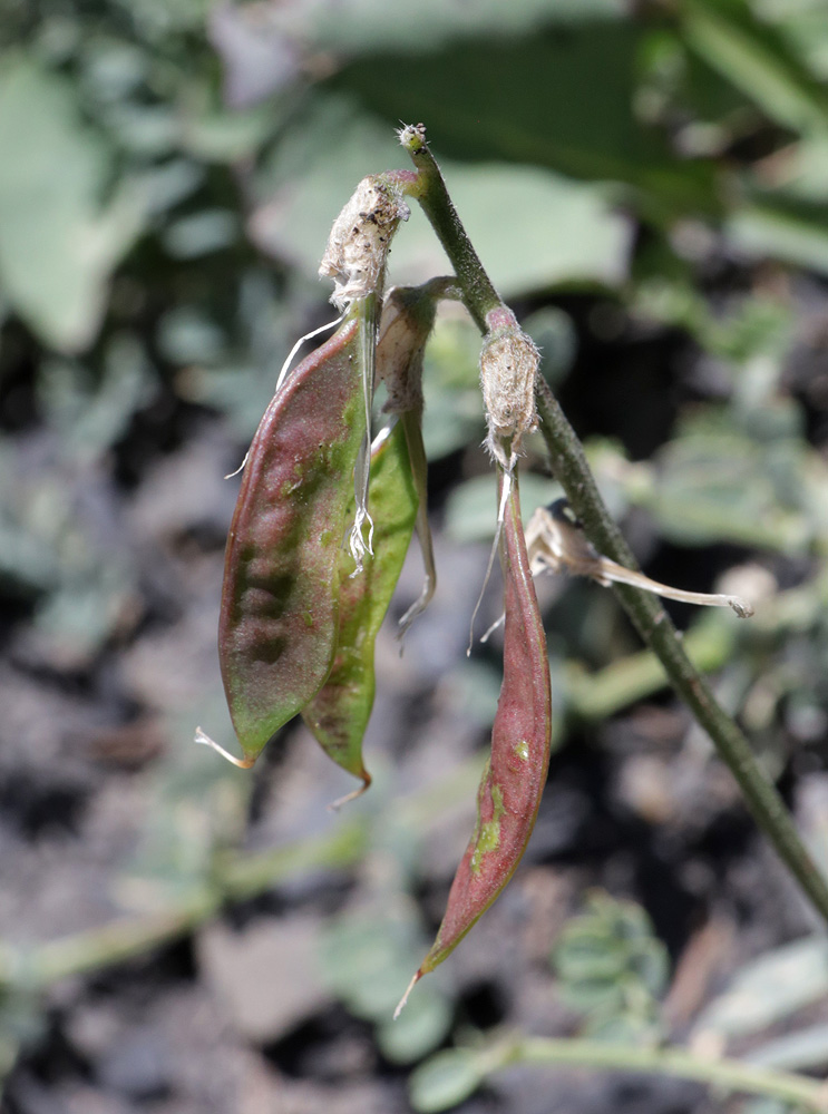 Image of Vicia alpestris specimen.