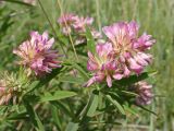 Trifolium lupinaster. Верхушки цветущих побегов. Хабаровский край, окр. г. Комсомольск-на-Амуре, поляна близ ручья Тёплый ключ. 03.07.2023.