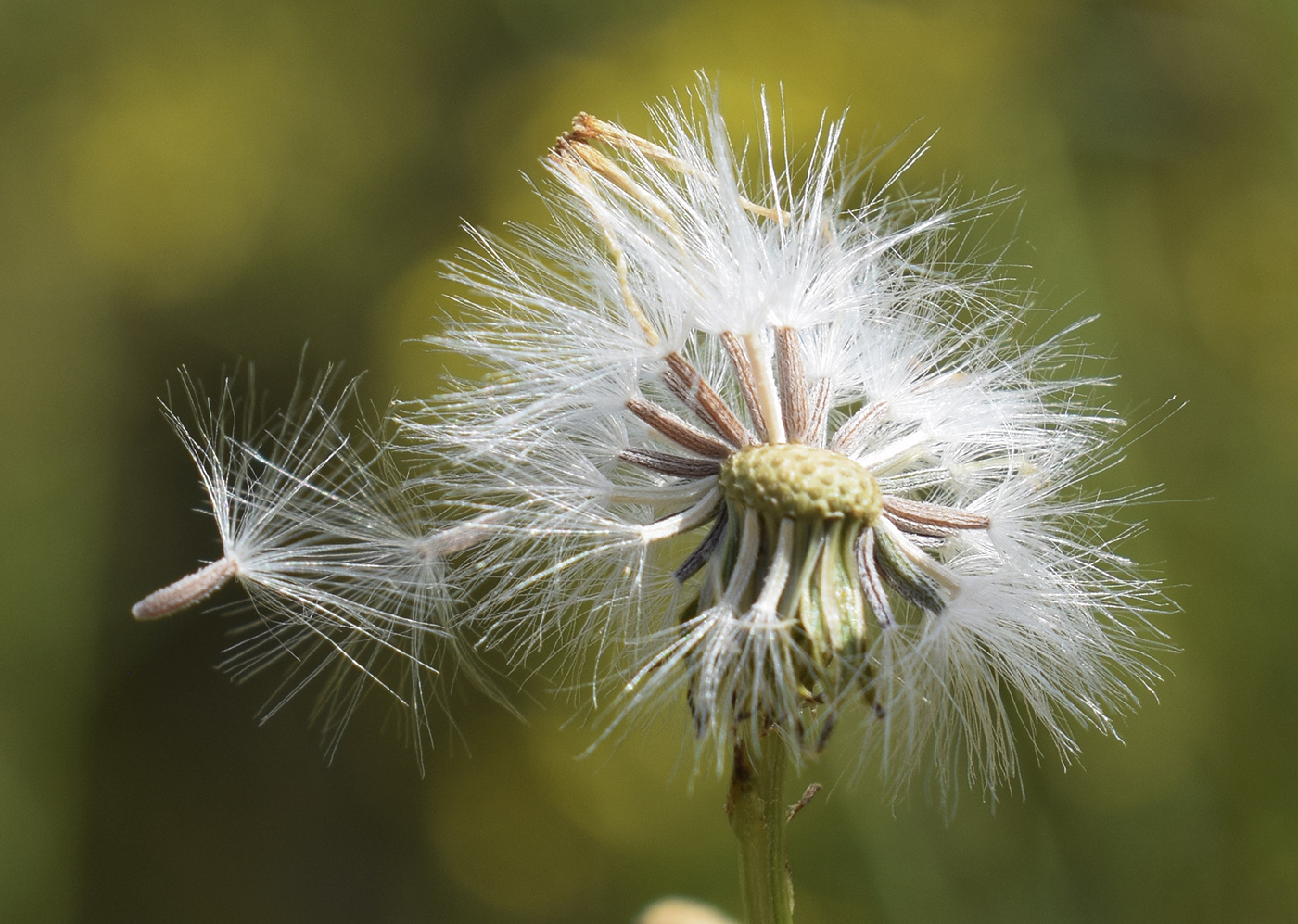 Image of Senecio inaequidens specimen.