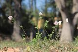 Trifolium pratense. Цветущее растение. Крым, Севастополь, мкр. Любимовка, сквер. 24.09.2023.