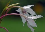 Gladiolus murielae