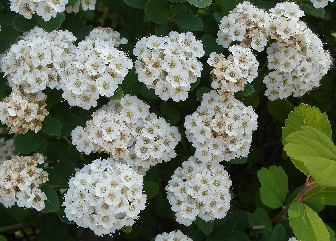 Image of genus Spiraea specimen.