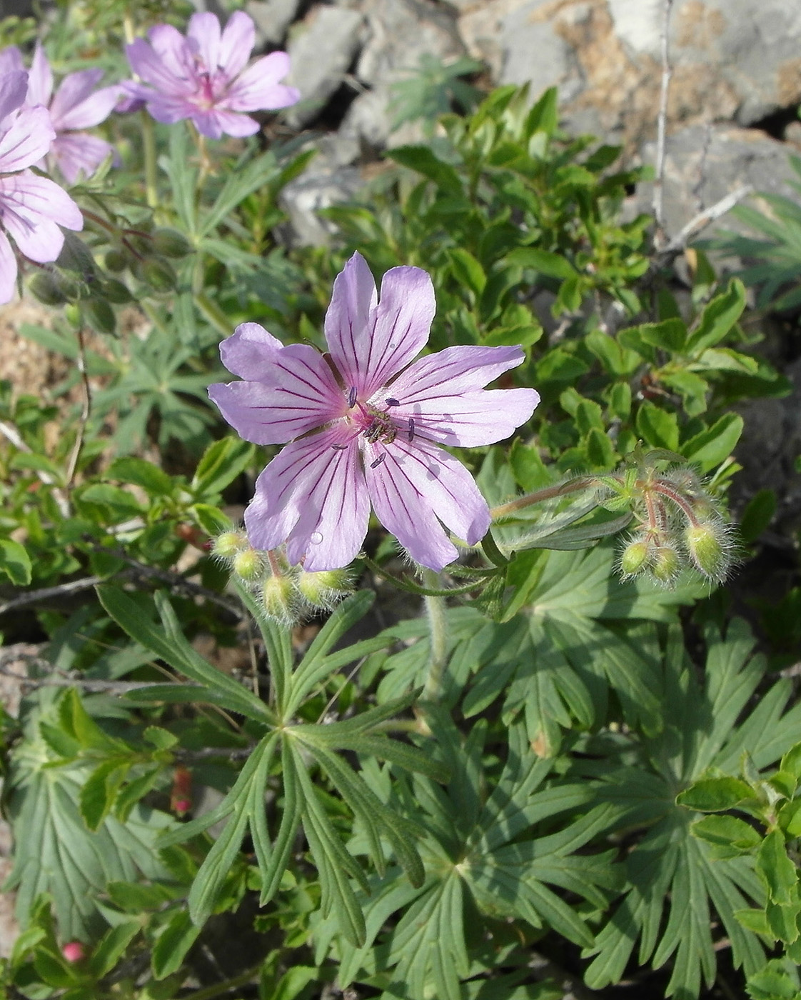 Image of Geranium transversale specimen.