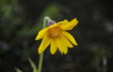 Arnica iljinii