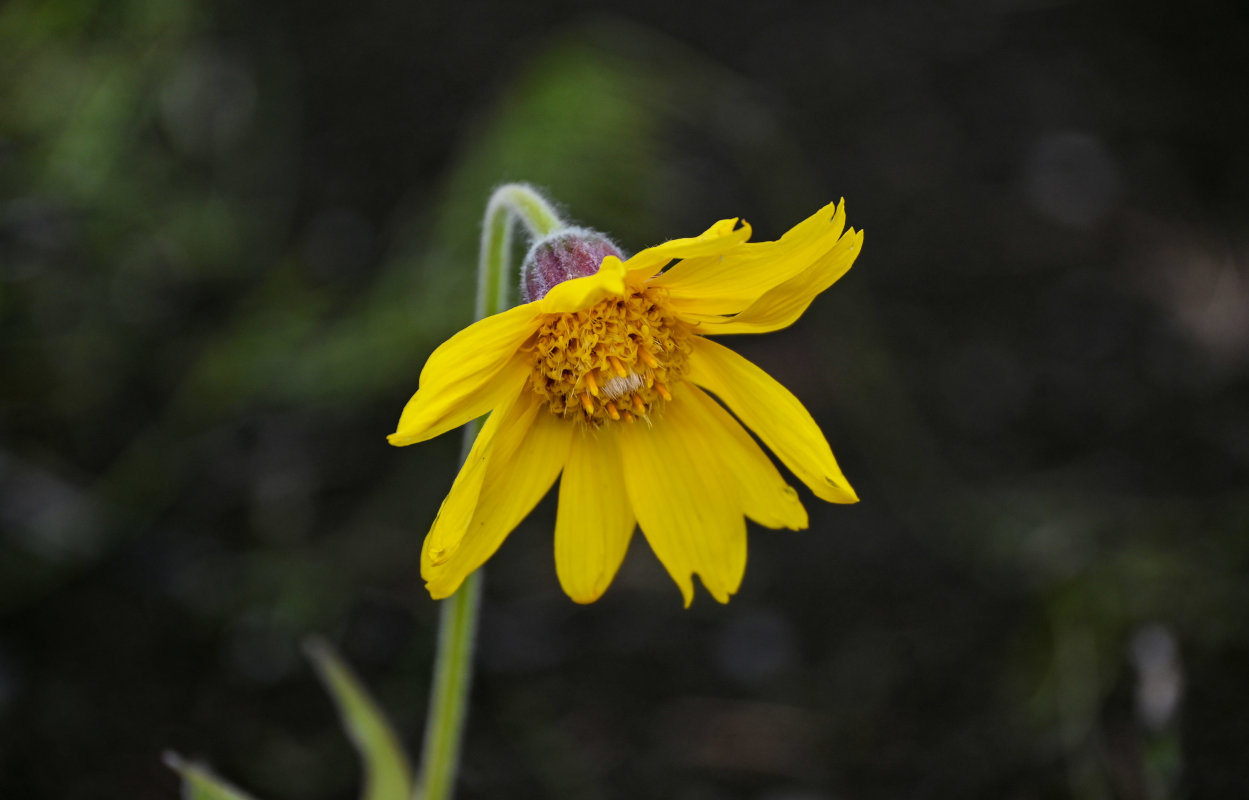 Image of Arnica iljinii specimen.