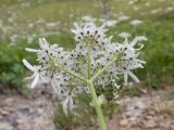 Heracleum apiifolium. Верхушка побега с соцветием с цветками и завязавшимися плодами. Карачаево-Черкесия, Урупский р-н, хр. Загедан, долина Ацгарских озёр, ≈ 2500 м н.у.м., морена, альпийский луг. 09.08.2023.