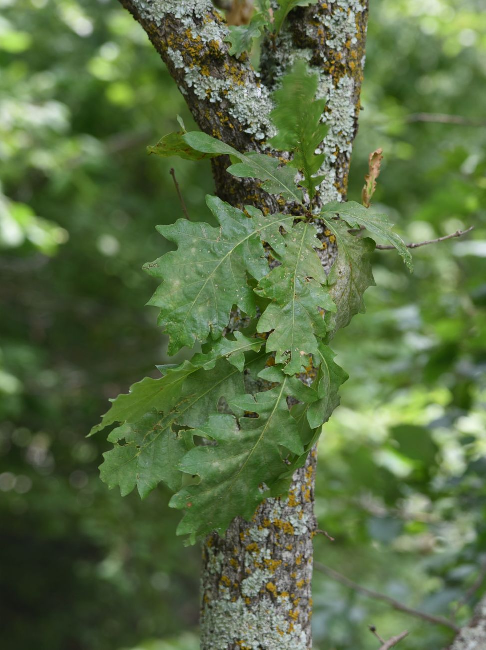 Изображение особи Quercus petraea.