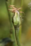 Tripolium pannonicum