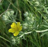 Potentilla impolita