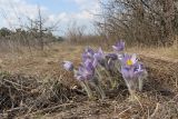 Pulsatilla taurica