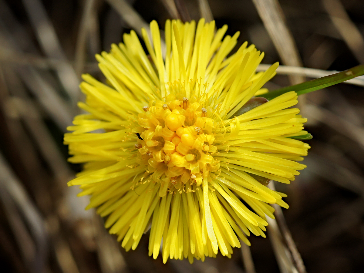 Image of Tussilago farfara specimen.