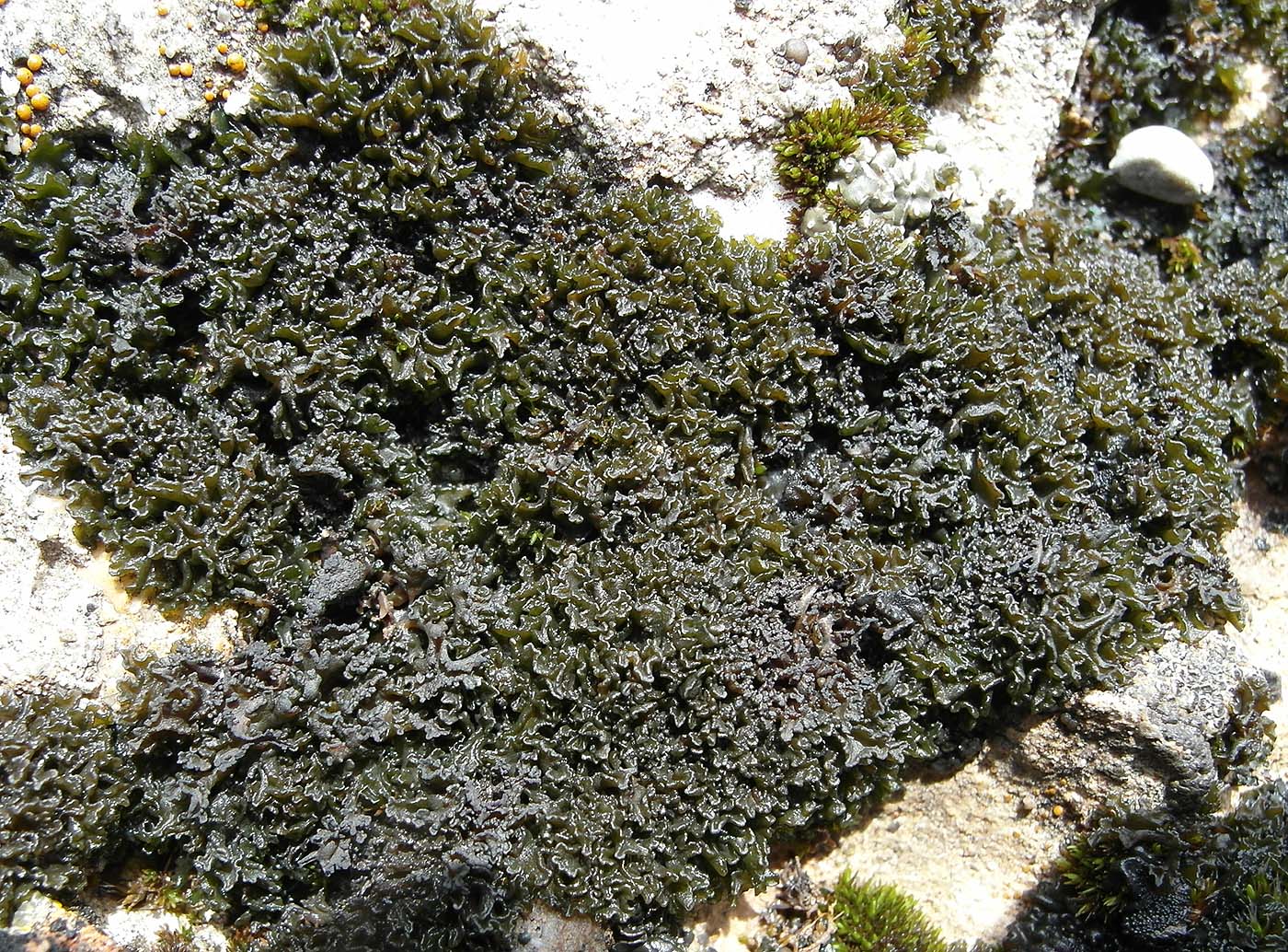 Image of Lathagrium cristatum specimen.