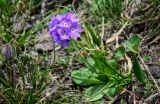 Primula algida