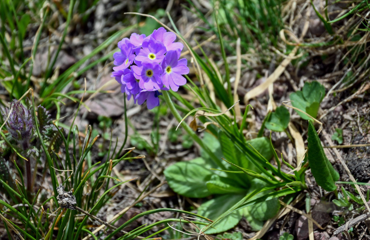 Image of Primula algida specimen.