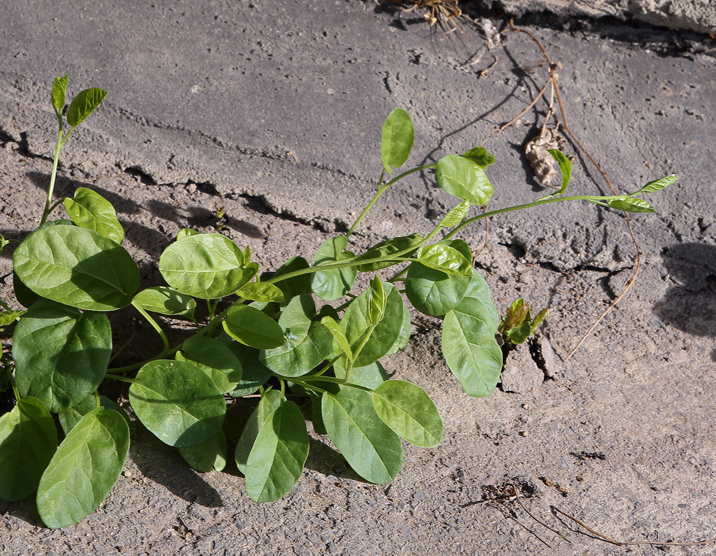 Image of Convolvulus arvensis specimen.