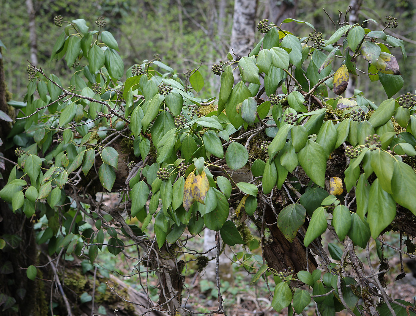 Image of Hedera colchica specimen.