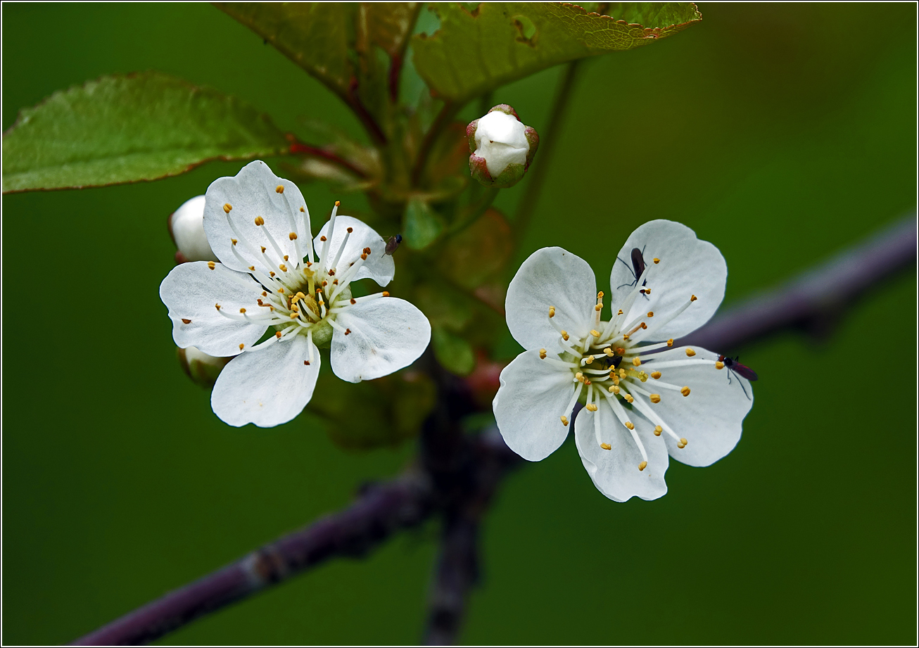 Изображение особи Cerasus vulgaris.