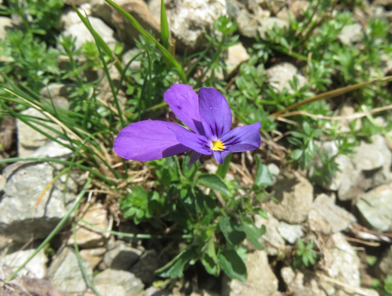 Изображение особи Viola balcanica.