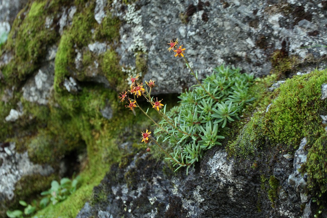 Изображение особи Saxifraga aizoides.