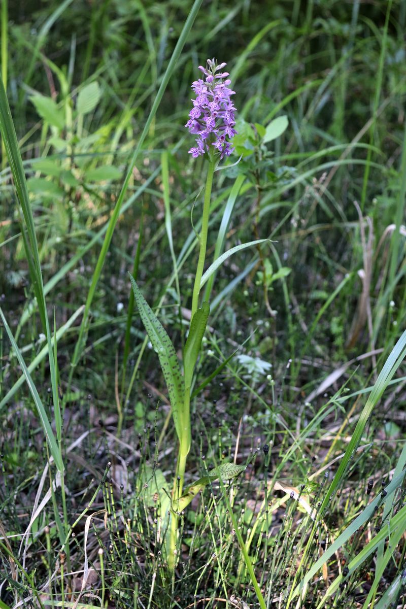 Image of Dactylorhiza baltica specimen.