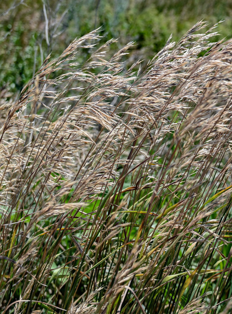 Изображение особи семейство Poaceae.