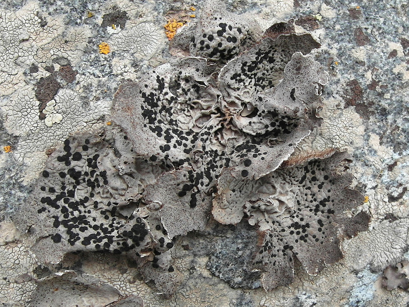 Изображение особи Umbilicaria crustulosa.