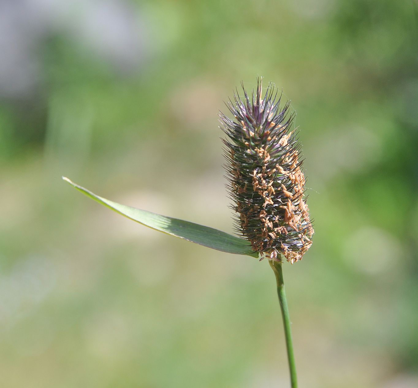 Изображение особи Phleum alpinum.