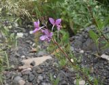 Chamaenerion colchicum